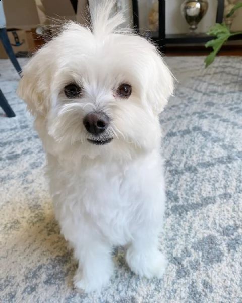  regalo bellissima maltese cuccioli#*