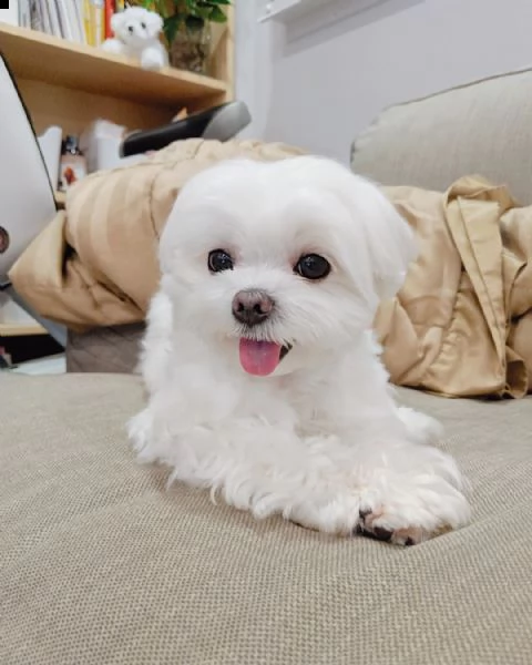  regalo bellissimo maltese cuccioli