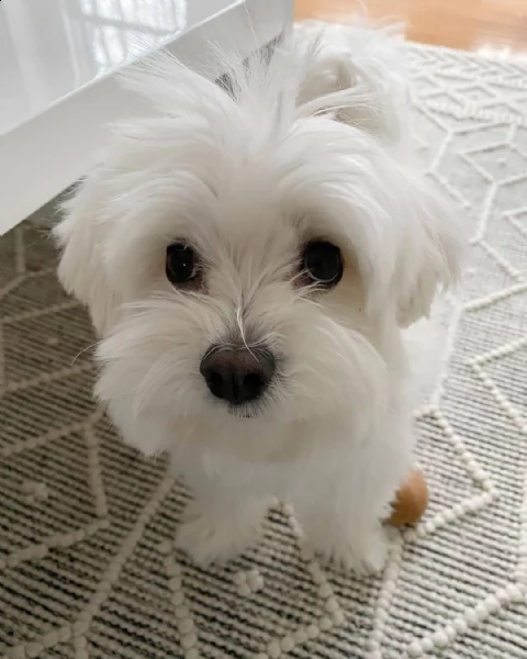 regalo maltese cuccioli