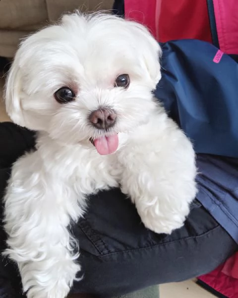  regalo prezioso bichon maltes