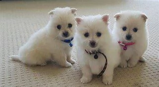 bellissimi cuccioli di pomerania per l'adozione