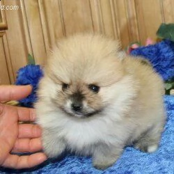 bellissimi cuccioli di pomerania per l'adozione | Foto 1