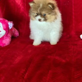 bellissimi cuccioli di pomerania per l'adozione | Foto 0