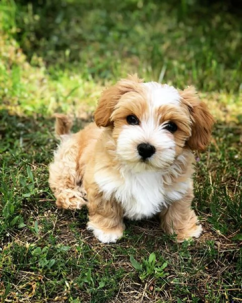 cuccioli di bichon havanese