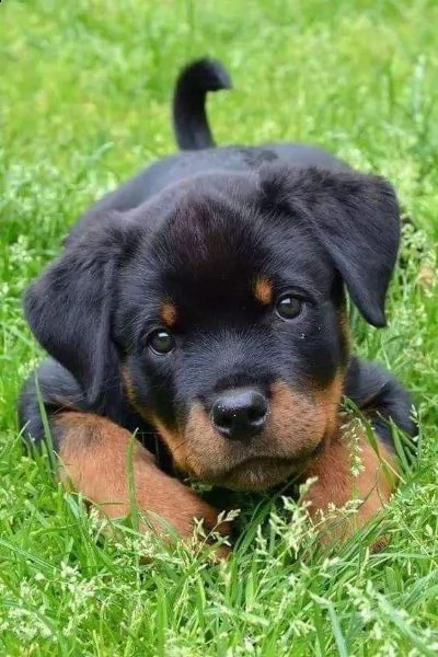  regalo rottweiler di cuccioli