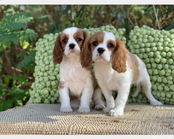 vendita cucciolo cuccioli di cavalier king 