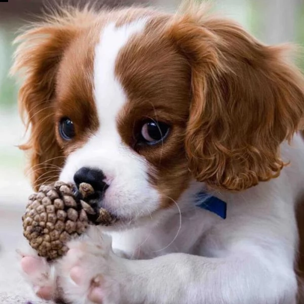 vendita cucciolo cuccioli di cavalier king