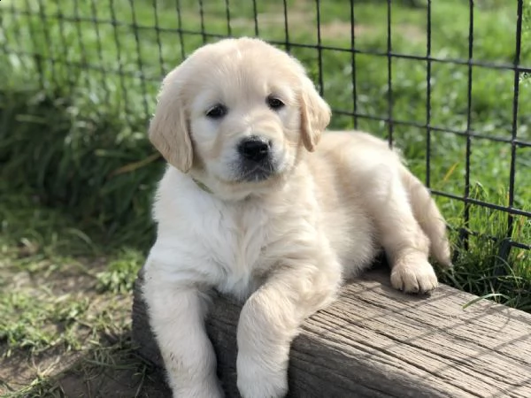 vendita cuccioli di golden retriever con pedigree