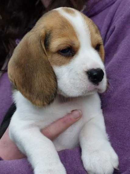 regalo beagle cuccioli meravigliosi ! 