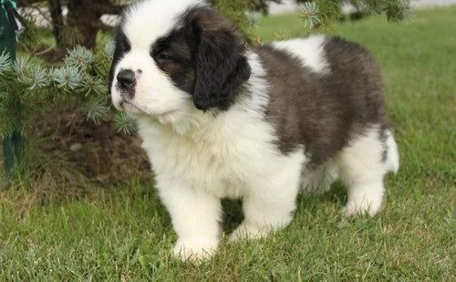 regalo adorabili cuccioli san bernardo femminucce e maschietti