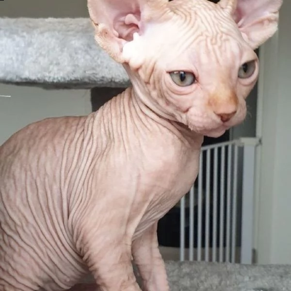 disponibile il gattino sphynx