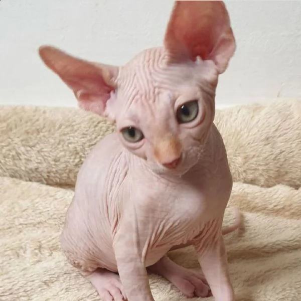 sphynx kitten