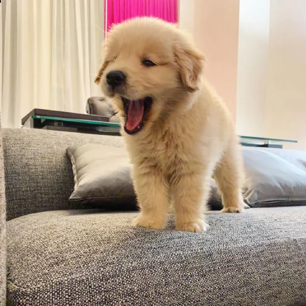 cuccioli di golden retriever registrati