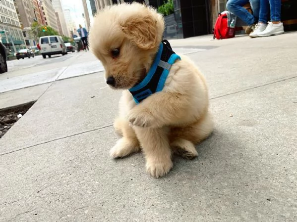 cuccioli di golden retriever registrati | Foto 0