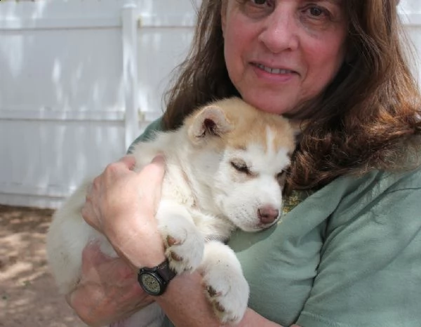 dolci cuccioli di husky siberiano | Foto 0