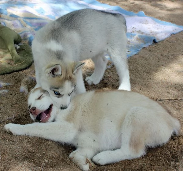 dolci cuccioli di husky siberiano