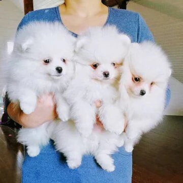 adorabili cuccioli di pomerania per l'adozione | Foto 0