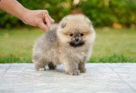 adorabili cuccioli di pomerania per l'adozione