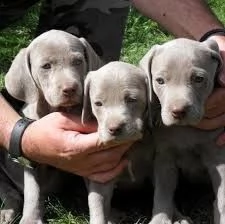 cuccioli braco disponibili sia maschi che femmine