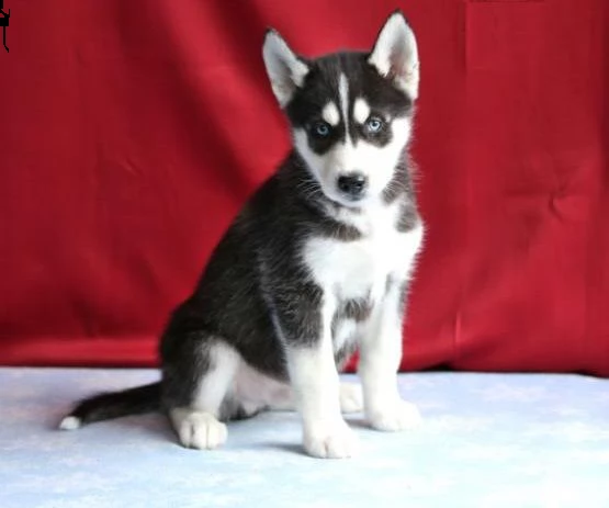 regalo siberian husky con pedigree 