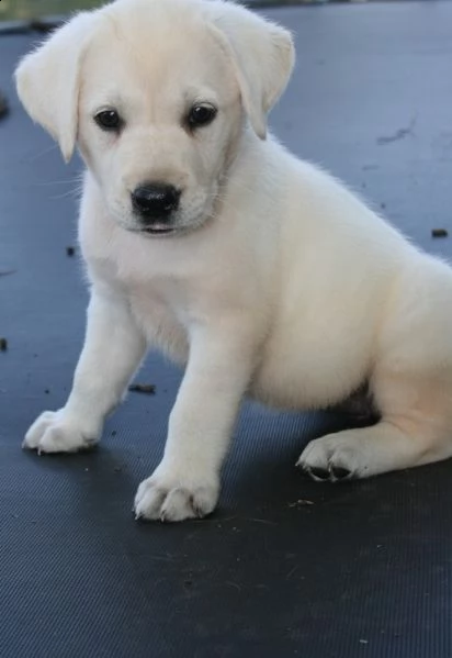 adorabili cuccioli di labrador femminucce e maschietti disponibili per l'adozione