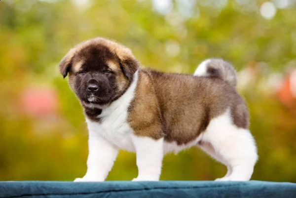 adorabili cuccioli di akita inu femminucce e maschietti disponibili per l'adozione