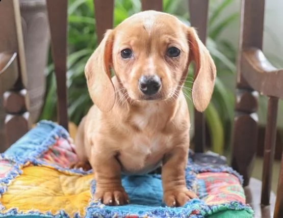  regalo adorabili cuccioli  bassotto (dashund) femminucce e maschietti disponibili