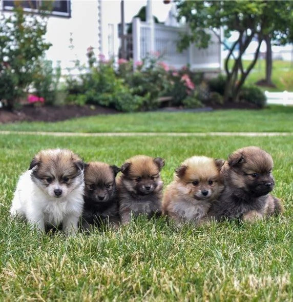 regalo pomerania cuccioli (maschio e femmina)