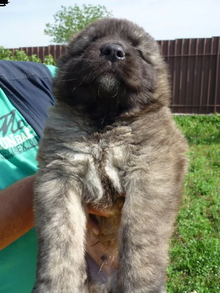 cuccioli pastore del caucaso