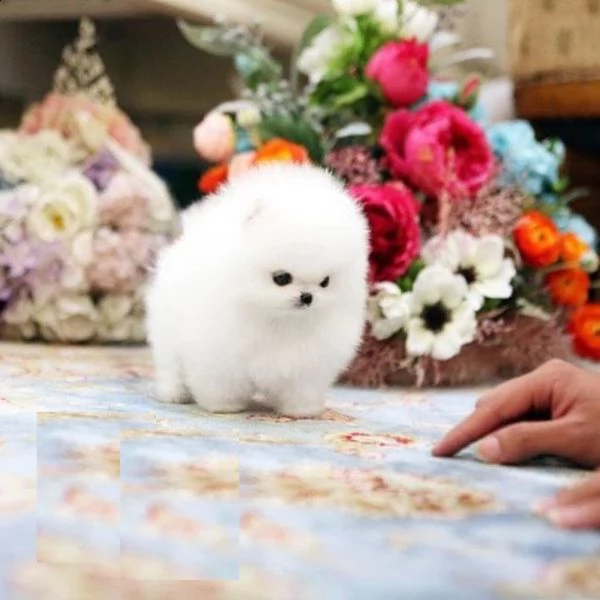 pomerania mini pomerania disponibili amorevoli