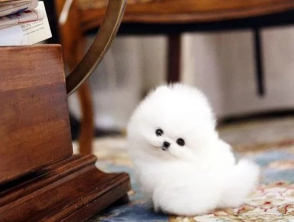 cuccioli di pomerania mini pomerania disponibili amorevoli