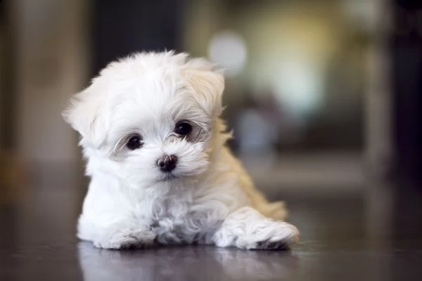  regalo prezioso bichon maltes