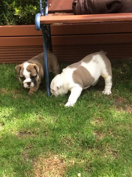 adorabili cuccioli di bulldog inglese femminucce e maschietti disponibili per l'adozione