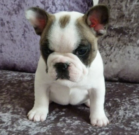 adorabili cuccioli di bulldog francese femminucce e maschietti disponibili per l'adozione