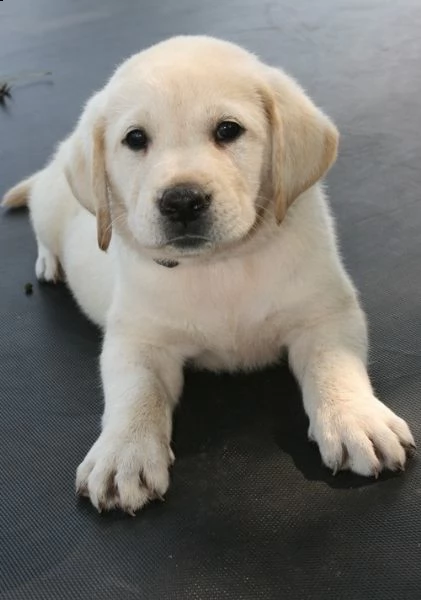 adorabili cuccioli di labrador femminucce e maschietti disponibili per l'adozione