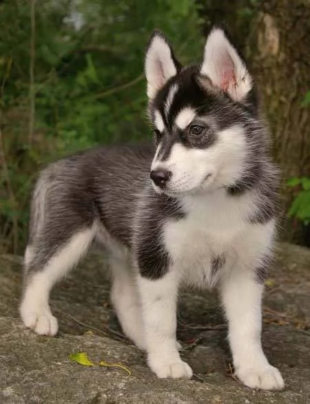 vendita cucciolo husky