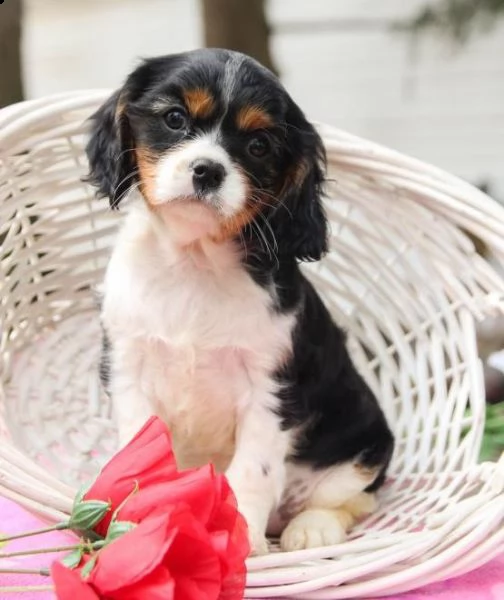 regalo cavalier king cuccioli meravigliosi ! 