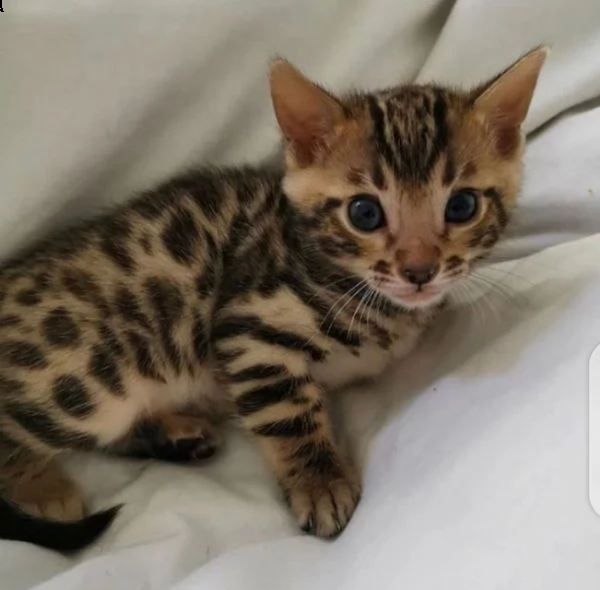 adorabili gattini del bengala maschi e femmine in adozione sono bravi con i bambini e altri animali  | Foto 0