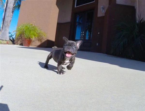 vendita cuccioli di bouledogue francese con pedigree