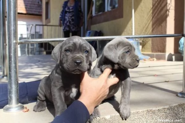 cuccioli di cane corso in vendita