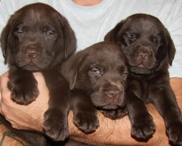 cuccioli labrador retriever chocolate