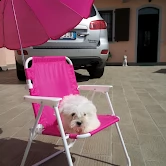 4 cuccioli di maltese toy