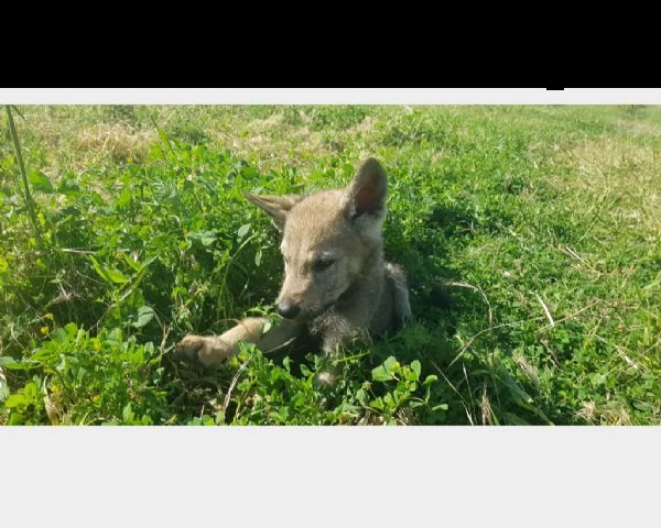 vendita cucciolo cuccioli lupo cecoslovacco