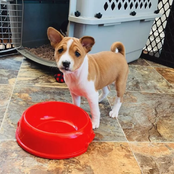 adorabili cuccioli di basenji femminucce 