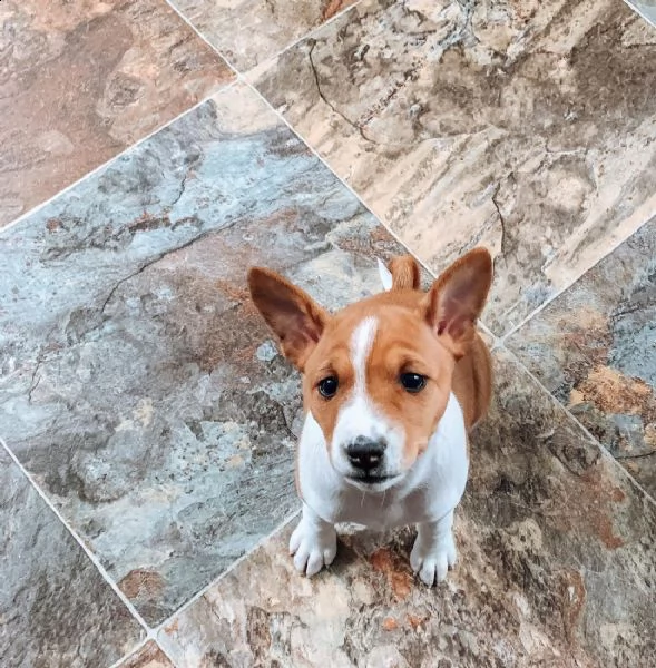 adorabili cuccioli di basenji femminucce  | Foto 0