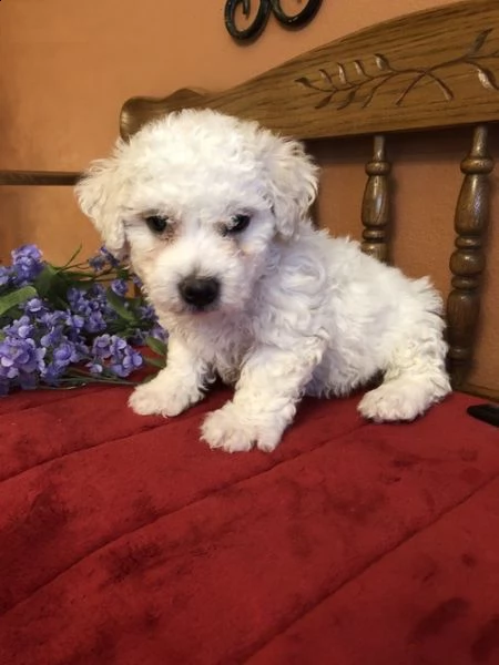 adorabili cuccioli di bichon femminucce