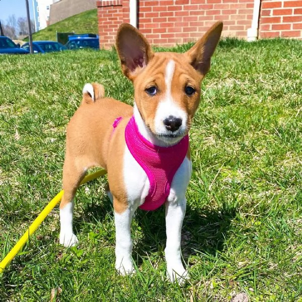 adorabili cuccioli di basenji femminucce e maschietti disponibili per l'adozione