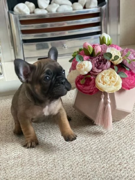 french bulldog | Foto 1