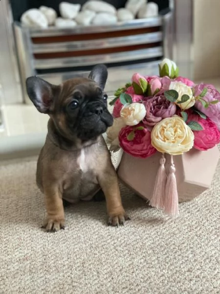 french bulldog | Foto 0