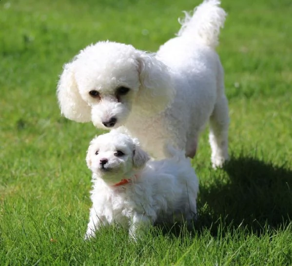 beautiful bichon frise puppies